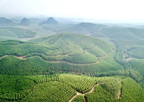 广西立异“五个一”机制推进用地用林并联审批 审批效率提升40%